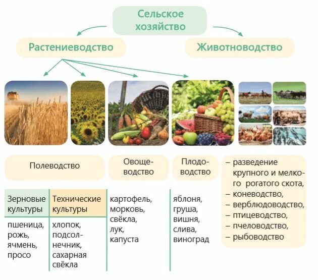 Отрасли растениеводства. Сельскохозяйственные культуры. Отрасли растениеводчтва и ж. Основные отрасли растениеводства. К сельскохозяйственным организациям относятся