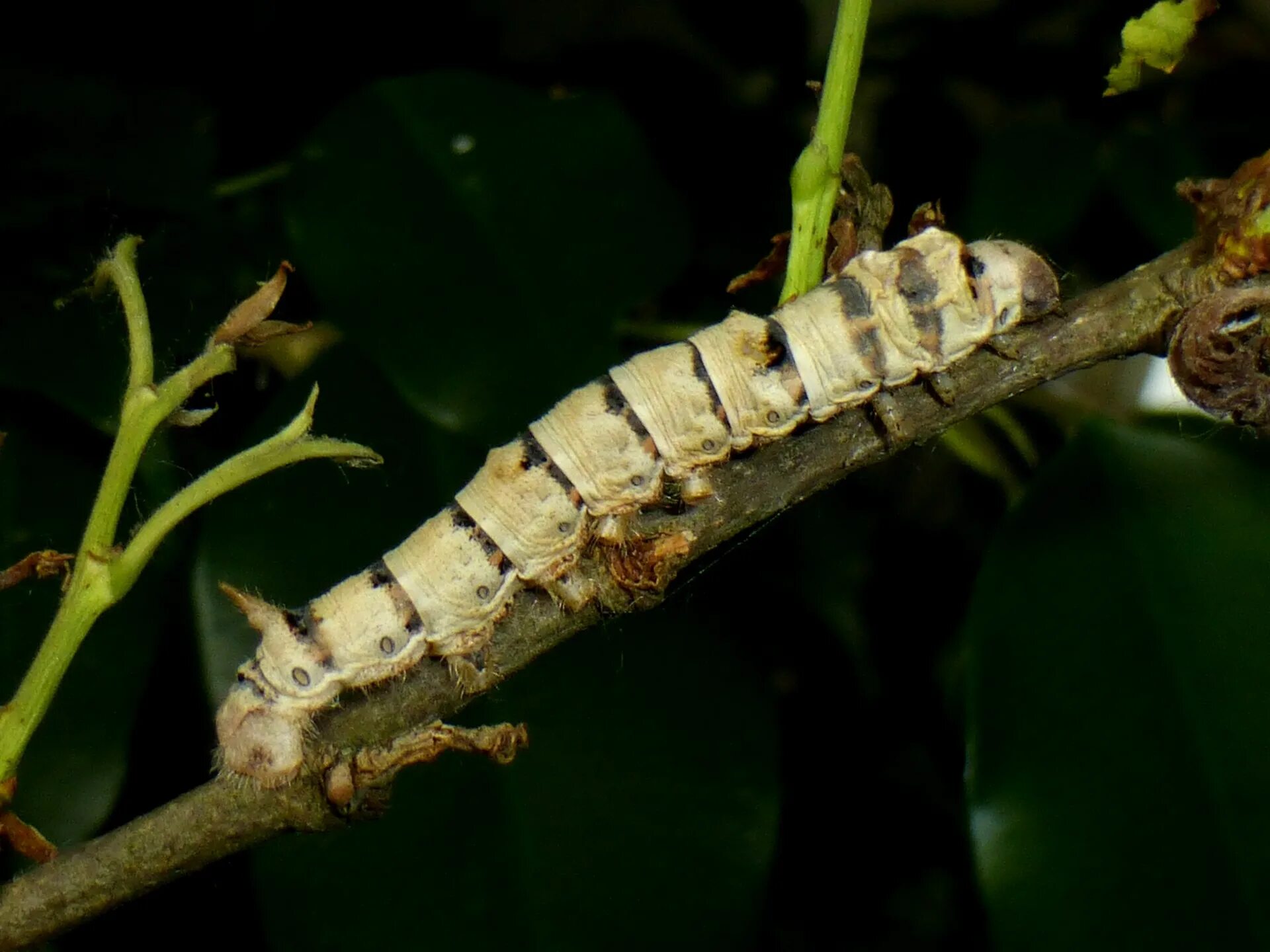 Буковый шелкопряд гусеница. Личинка тутового шелкопряда. Тутовый шелкопряд червь. Буковый шелкопряд гусеница. Samia ricini.
