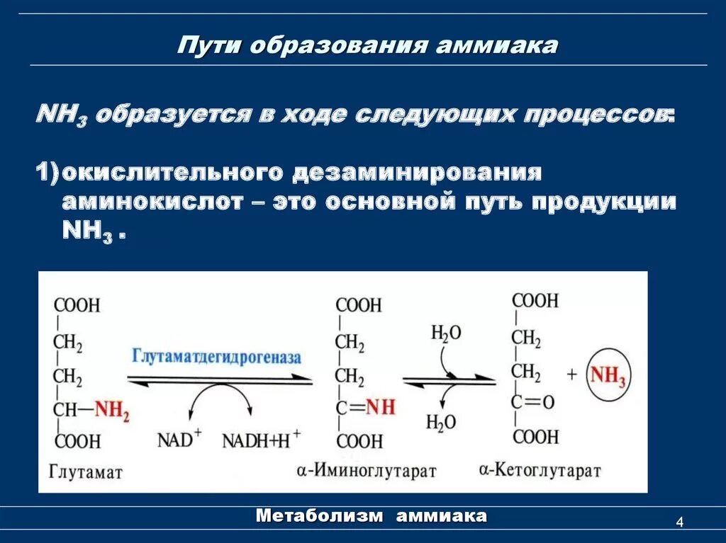 Образование свободного аммиака в организме