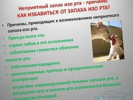 Что делать если у кота воняет рот