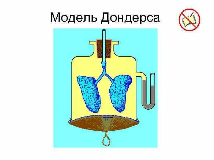 Как сделать модель дондерса из шарика. Модель легких дондерса. модель дыхательной системы дондерса. опыты с моделями дондерса. модель дондерса схема.