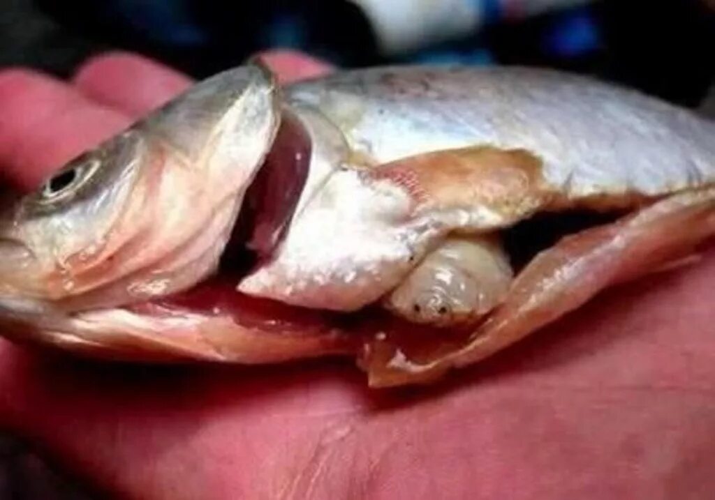 Какой рот у рыб. Мокрица-паразит Cymothoa exigua. Мокрица, пожирающая язык (Cymothoa exigua).