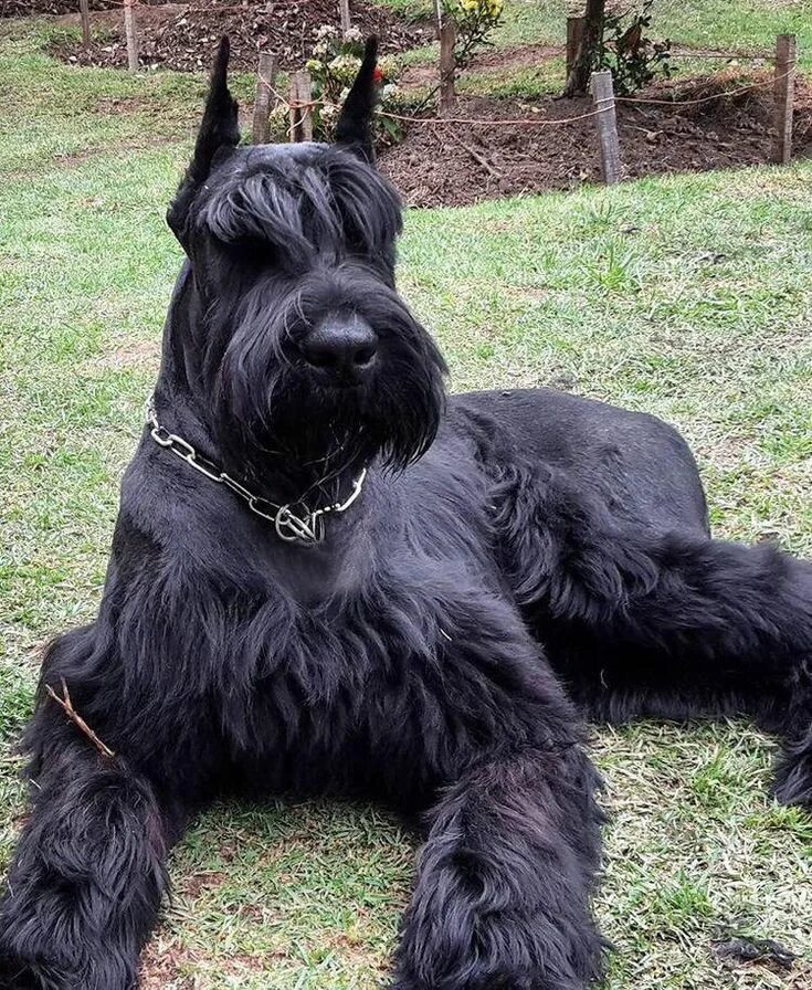 Ch. Woodlongs Shake. Own by HG/LM Licestock. Texas. USA. Giant schnauzer, Miniat