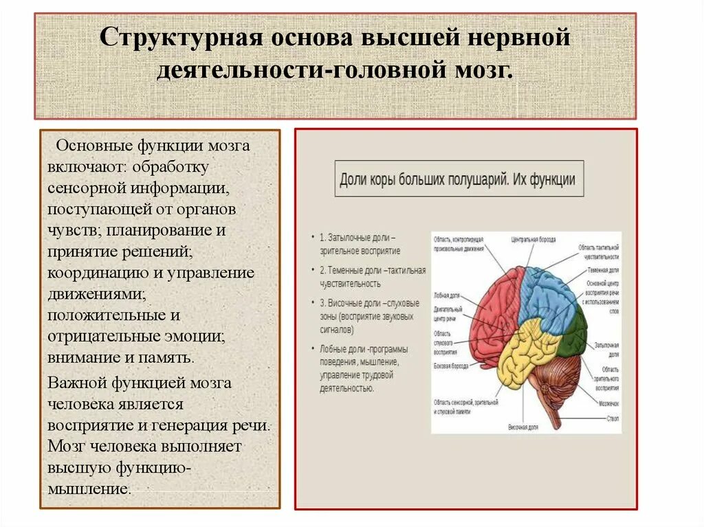 Какие функции выполняют доли мозга. Отделы головного мозга зоны коры больших полушарий головного мозга. Функции долей коры головного мозга таблица. Структуры ВНД головного мозга. Функции отделов головного мозга большого полушария.