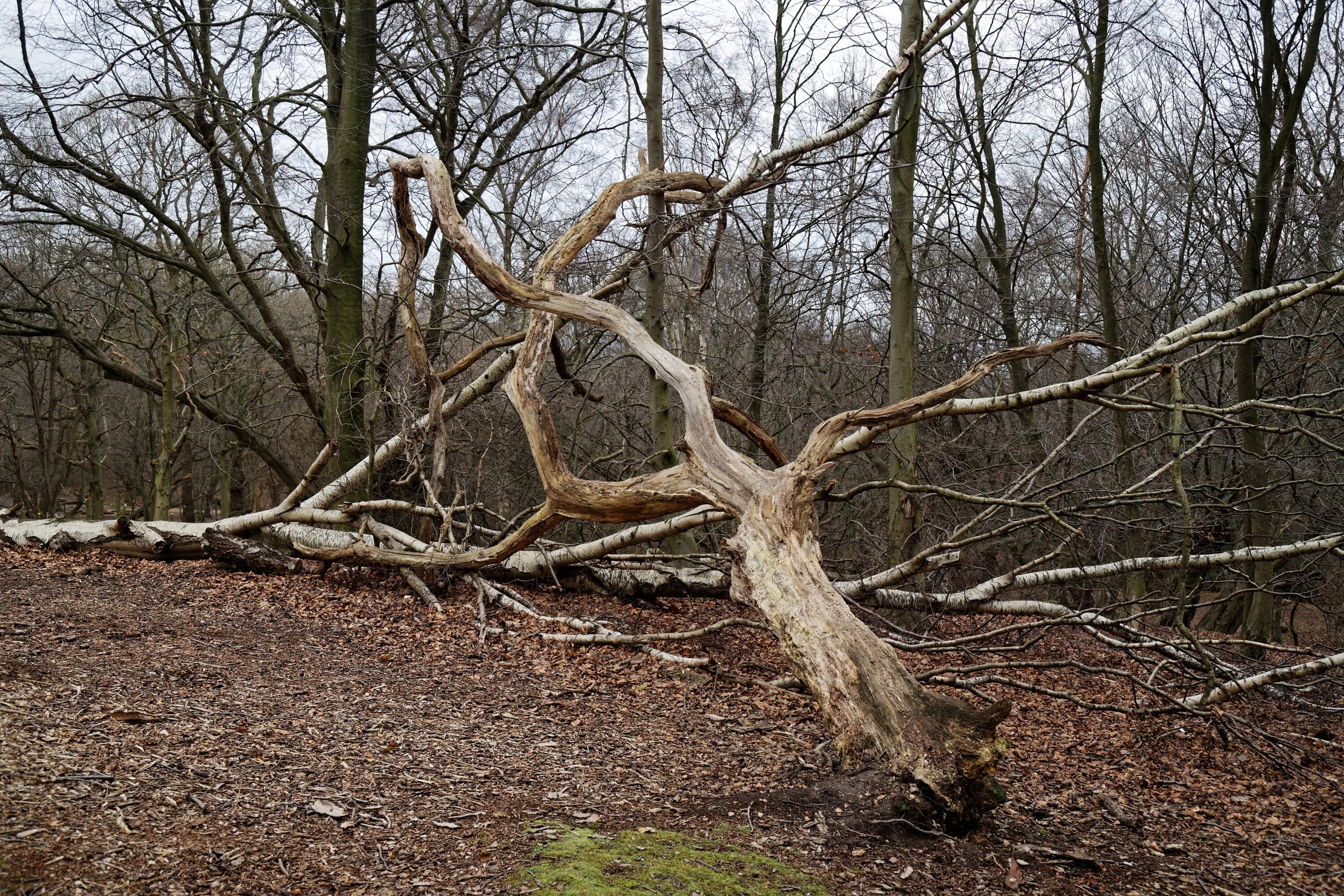 Эппинг Форест (Epping Forest), Эссекс, Англия. Headless Redwood Blight дерево. Rotten Tree. Epping Forest лес. 1 июля дерево