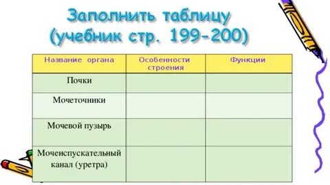 Таблица выделительная система почки