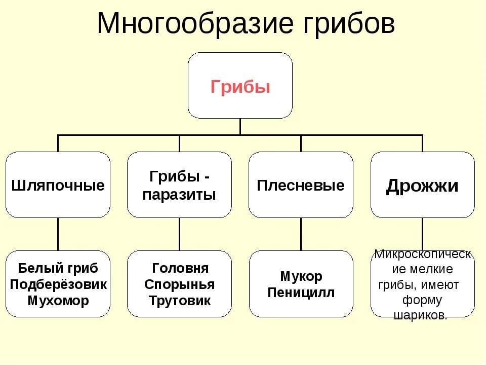 Все многообразие 6. Многообразие грибов 5 класс биология. Таблица многообразие грибов 7 класс биология. Многообразие грибов таблица 7 класс. Царство грибов 7 класс биология таблица.