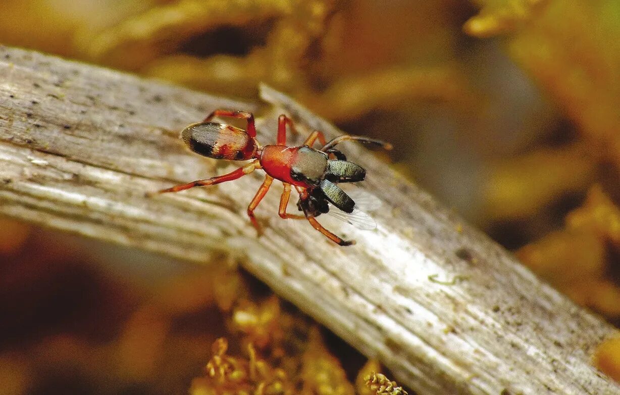 Бабочка муравей паук. Паук скакун Myrmarachne Formicaria. Мимикрия паук муравей. Синемозина муравьевидная. Паук мимикрирующий под муравья.