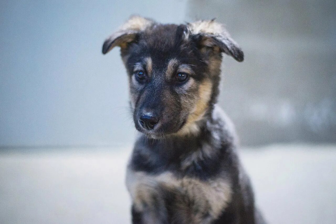 Клички для собак мальчиков дворняжек. Маленькая белая дворняжка. Дворняжка трехцветная. Дворняга мальчик. Собаки дворняжки девочки.