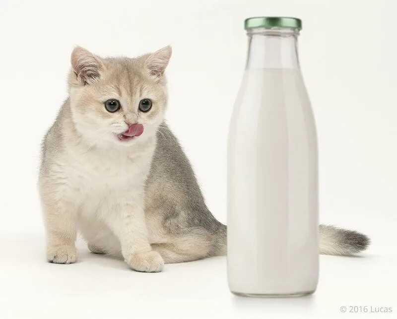 котенок в молоке. котик с молоком. молоко для котят. кот где молоко. кот где молоко.