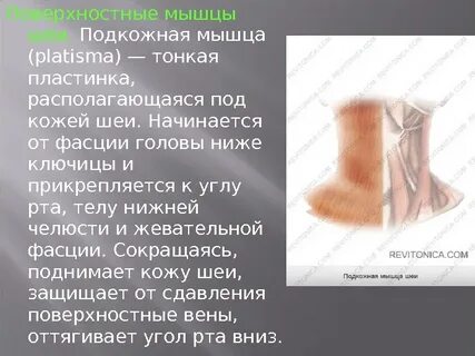 Подкожная мышца функции