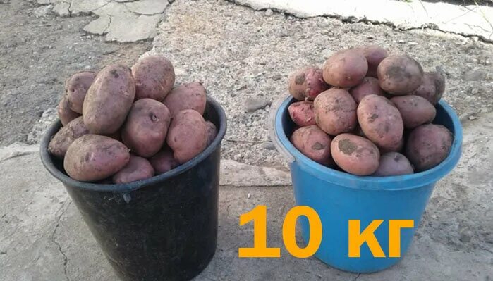 Картошка 5 рублей. Ведро картошки. Картофель в ведре. Килограмм картошки. Картофель ( ведро 10 л).