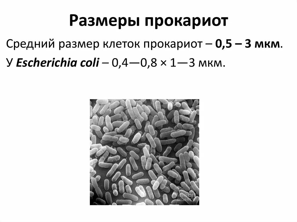 Размеры клеток прокариот. Средние Размеры прокариот. Наименьший размер клетки прокариот.