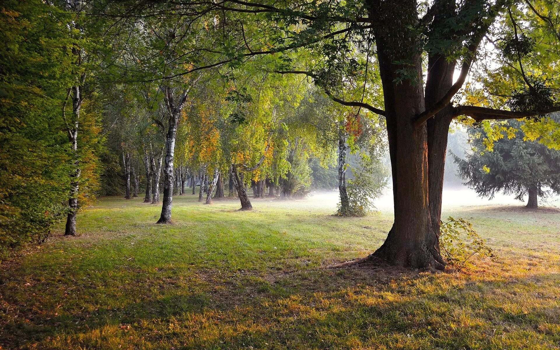 Осенняя тропинка. Красивые пейзажи леса. Лес из лета в осень. Березова роща золотая осень. Осенняя дорога в лесу.