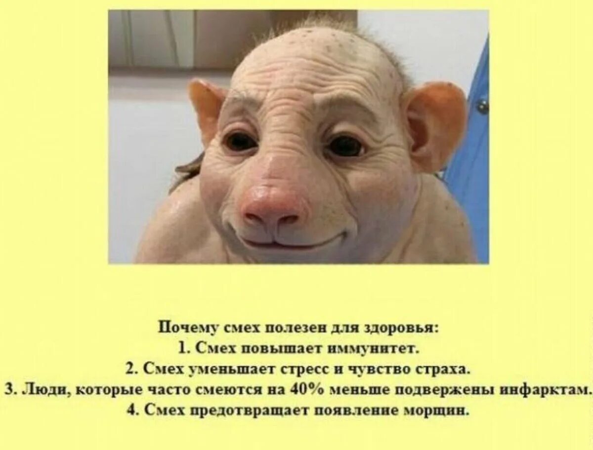 Какое нибудь познавательное. Слоны умеют помнить. Какое нибудь познавательное. Кот выглядывает. Интересные факты обо всем.