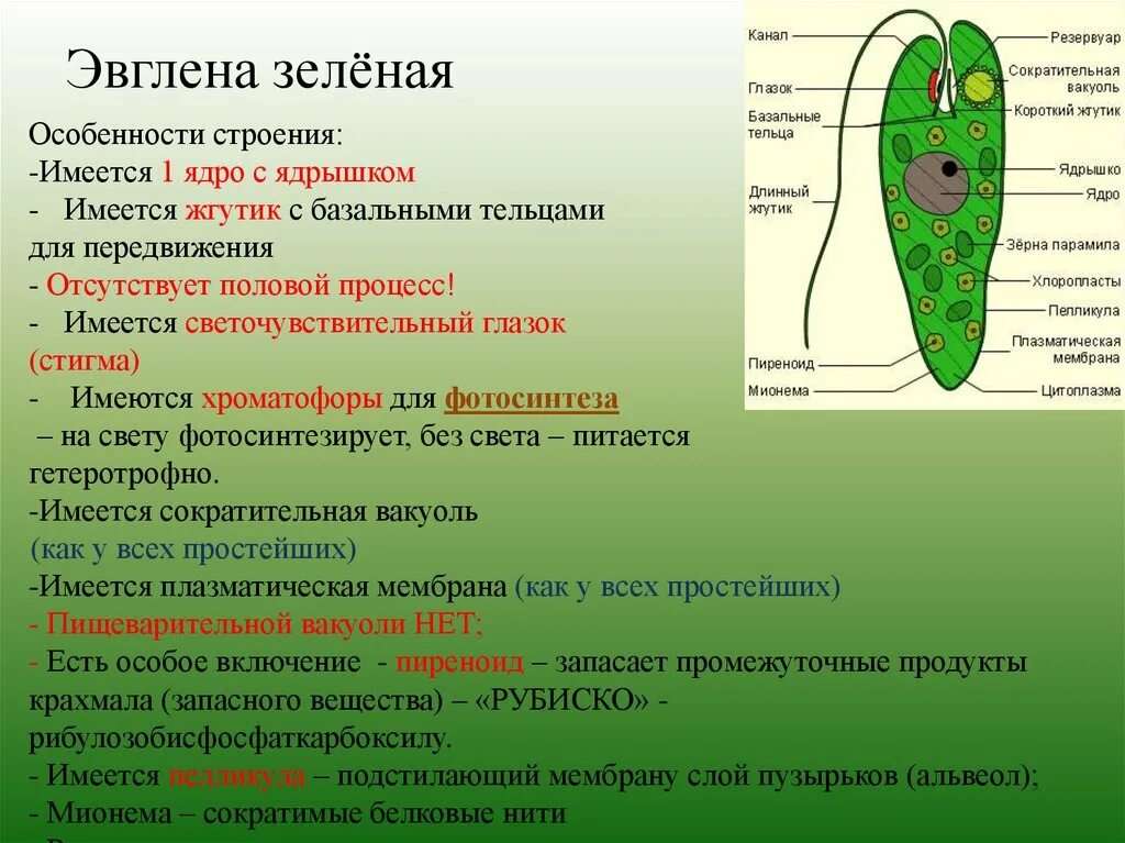 Какой органоид у эвглены зеленой. Светочувствительный глазок у зелёной эвглены. Эвглена зеленая строение и функции. Особенности строения эвглены зеленой. Структуры клетки зелёной эвглены.