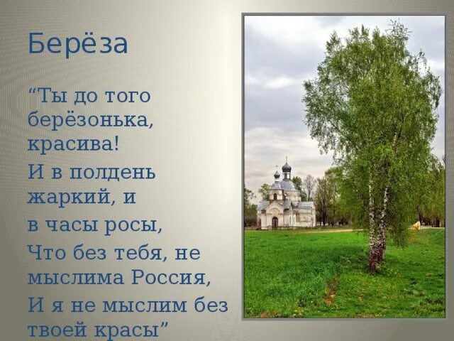 Береза моя березонька. Берёза моя берёзонька берёза моя белая берёза. Ты береза березонька. Береза под окном. Слова текст песни матушка земля белая березонька