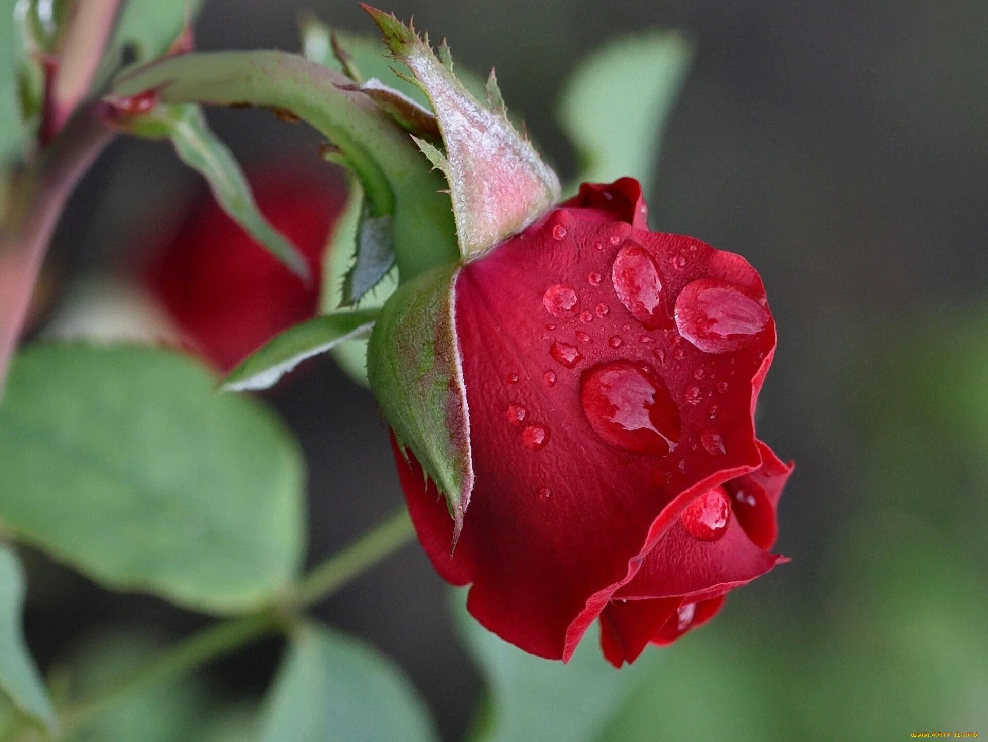 Красивые бутоны 1. Бутон розы. Красивый бутон. Красные розы.