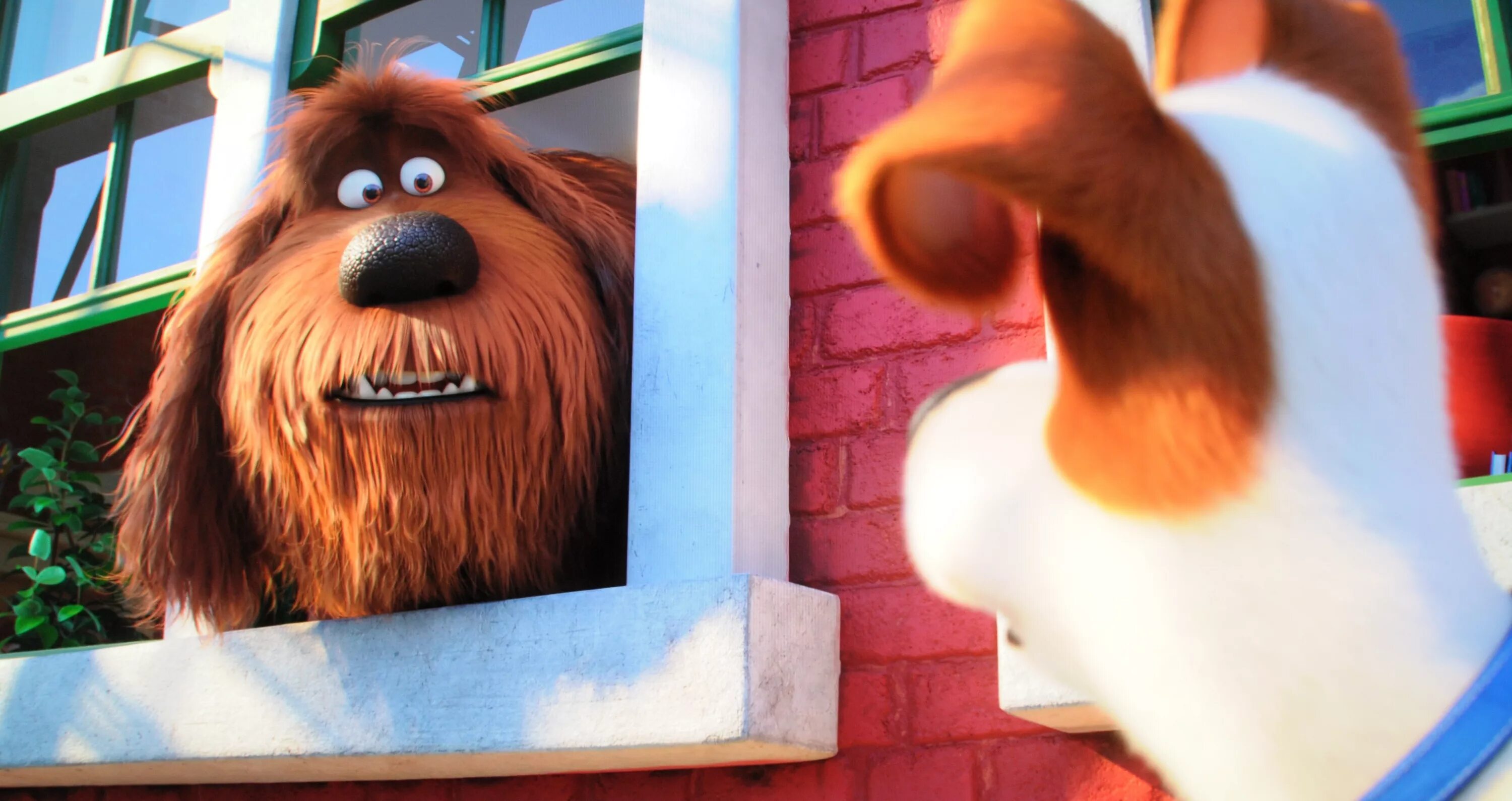 Тайная жизнь домашних животных 2. Включи тайные животные 2. Тайная жизнь домашних животных 2 собака ковбой. Тайная жизнь домашних животных 2 рустер. Тайная жизнь домашних животных 1.