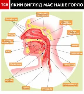 Как называется горло