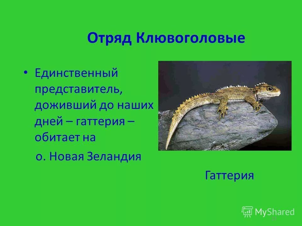 Особенности отряда клювоголовые