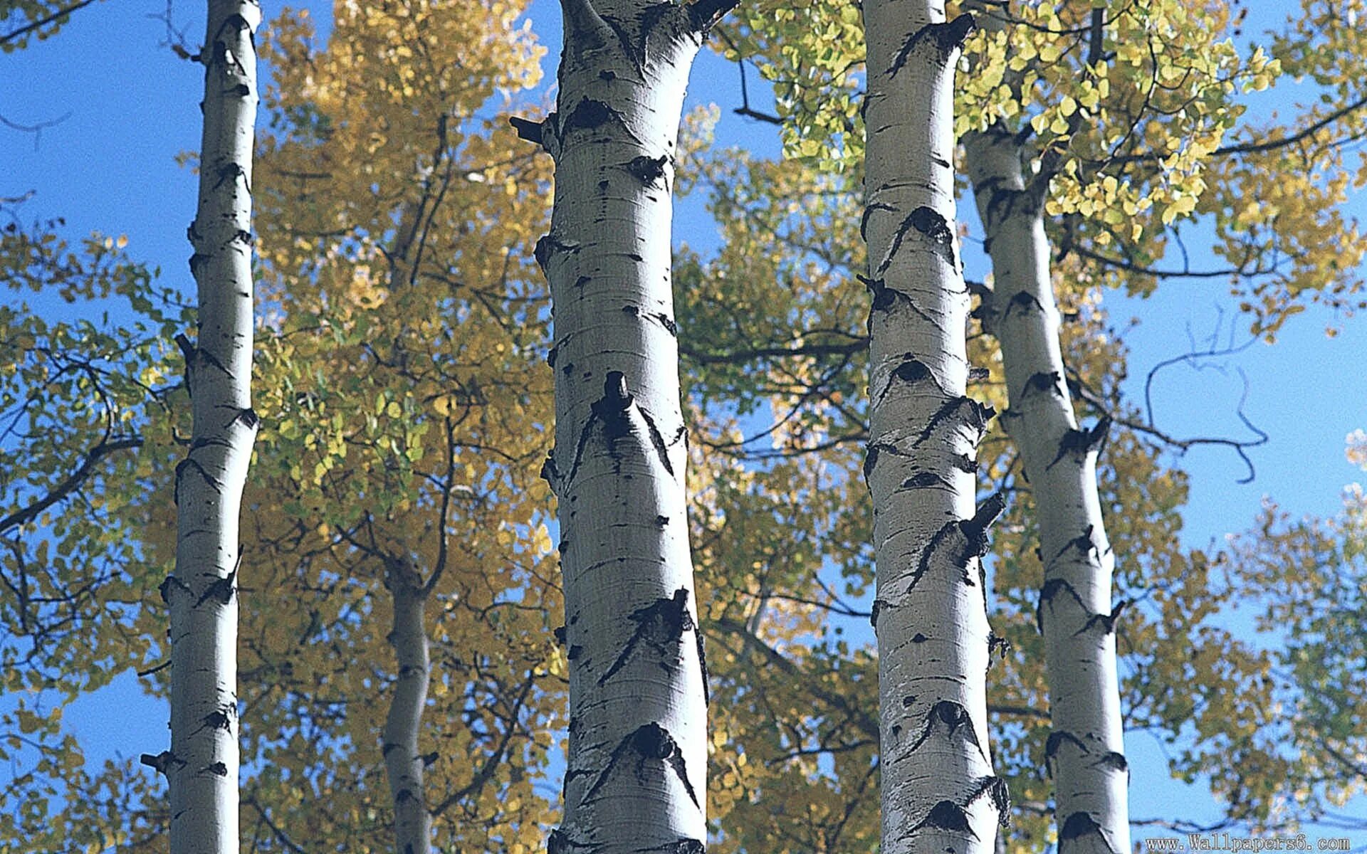 Осина (Populus tremula). Осина Сибирская. Береза Тополь осина. Осина Осиновая роща. Осина в какой природной