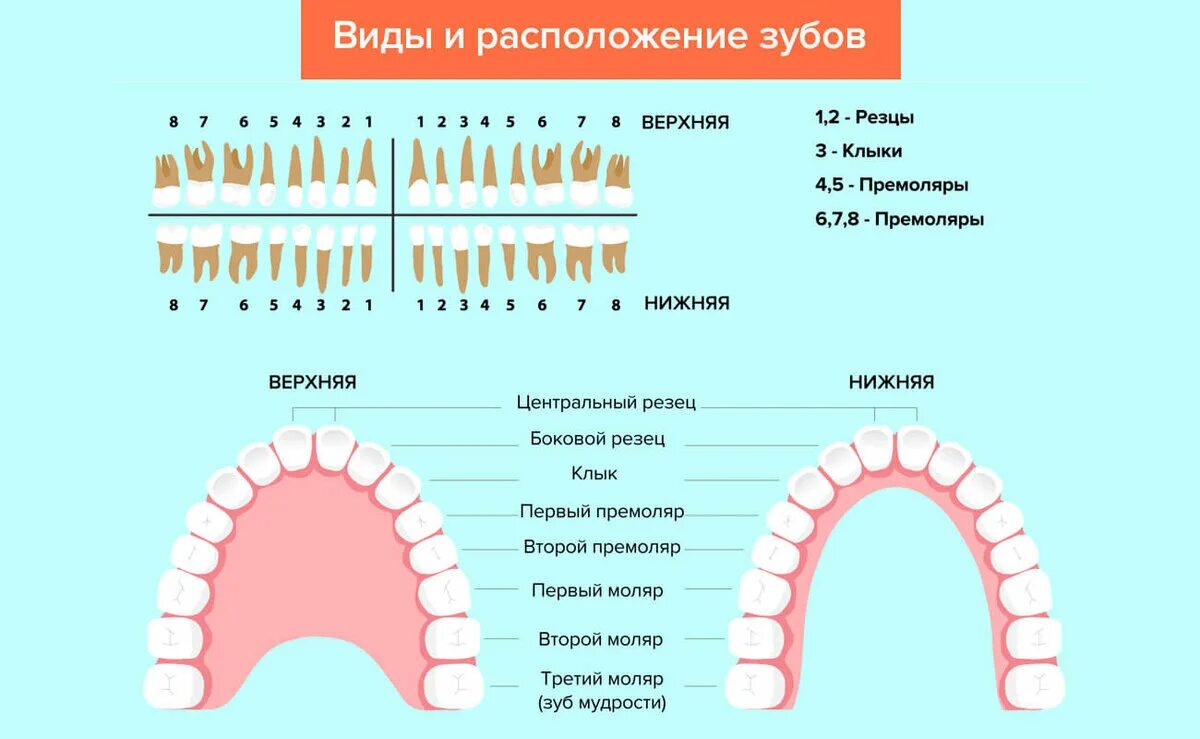 Можно считать зубы. Зубы резцы клыки премоляры моляры. Зубная формула моляры премоляры резцы клыки. Зубы резцы клыки малые коренные большие коренные. Премоляры зубы анатомия человека.