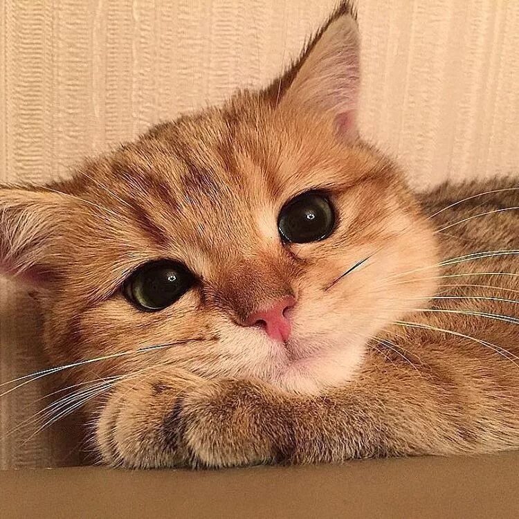 Рядом со мной кот. Умильный котик. мимимишный котик. кот смущается. смущенный котик.