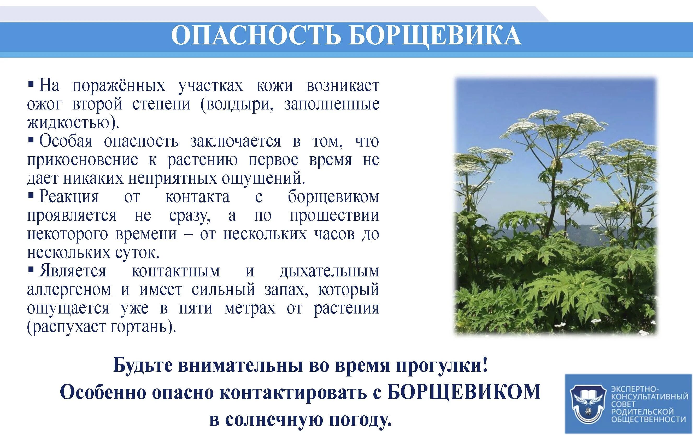 Опасное растение борщевик. Памятка борщевик Сосновского. Борщевик Сосновского цветок. Ядовитый борщевик Сосновского.