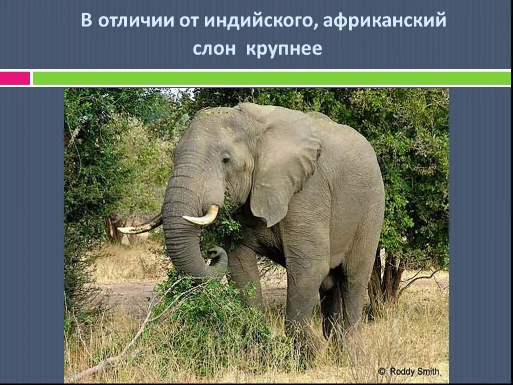 Слоны какой слон крупнее. Африканский слон и индийский слон. Африканский и индийский слон различия. Различие слонов индийских и африканских. Отличие африканского слона от индийского.