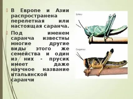 Жизнь чай чудо щука шить саранча