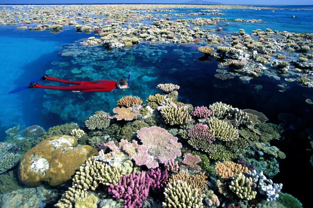 Коралловые рифы большой Барьерный риф. Морской парк большого барьерного рифа. Барьерный риф в Австралии. Большой коралловый риф в Австралии. Острова барьерного рифа