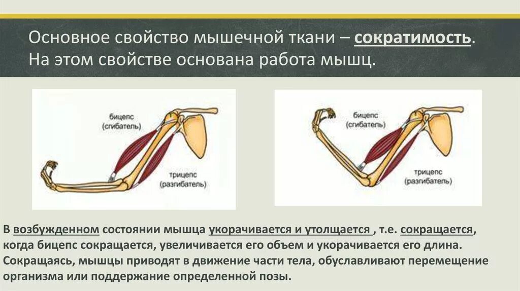 Возбудимость и сократимость мышечной ткани. Работа мышц. Работа мышц презентация. Механические свойства мышечной ткани. Сократительные свойства мышц.