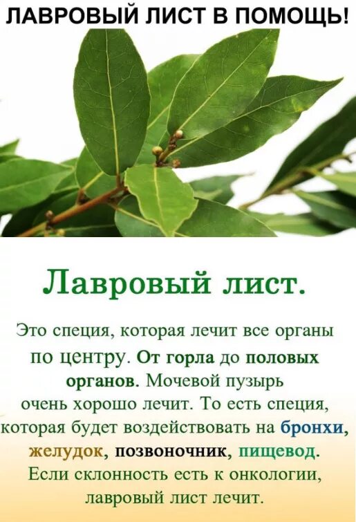 От чего помогает отвар лавровых листьев
