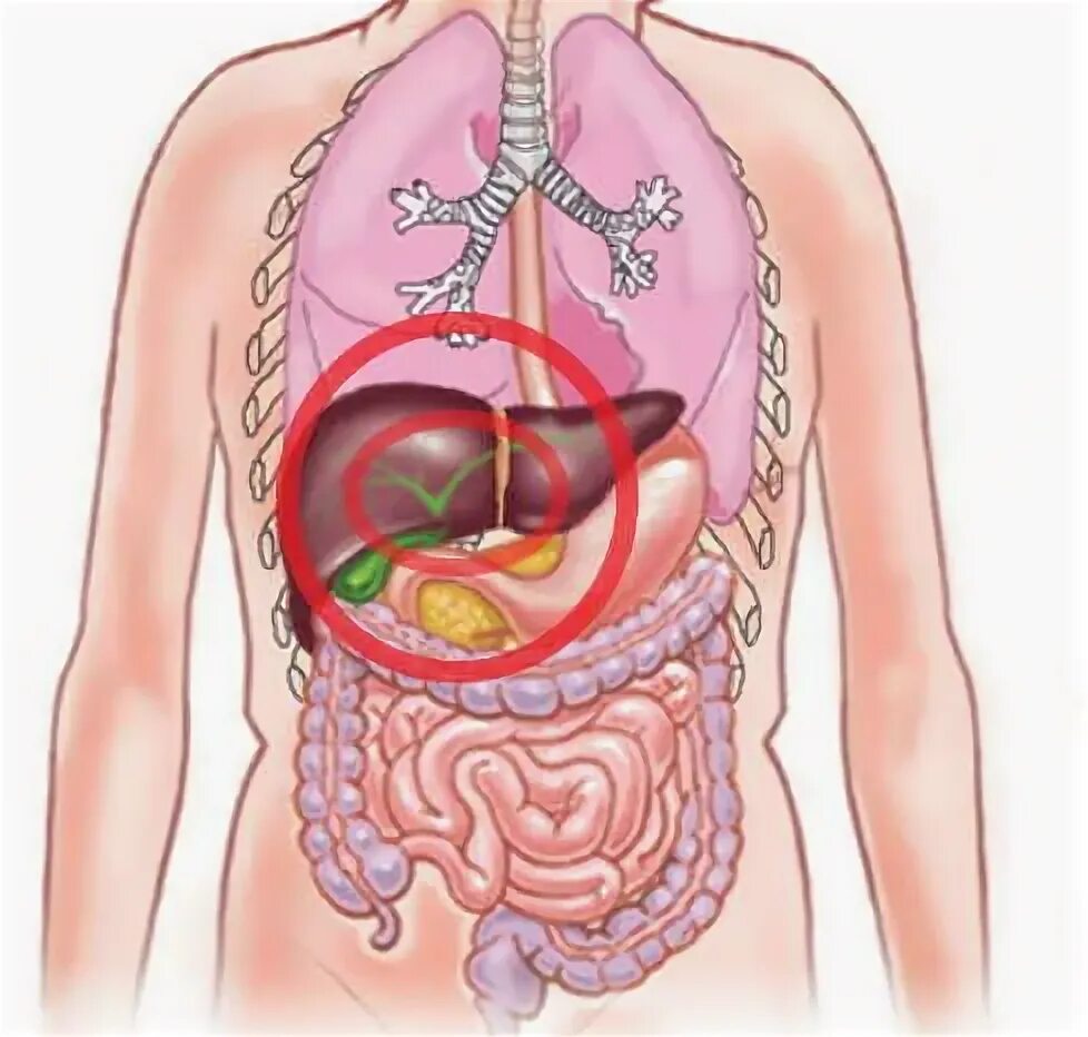 Изображение тела человека печень. Внутренние органы человека. Печень анатомия расположение. Внутренние органы печень.