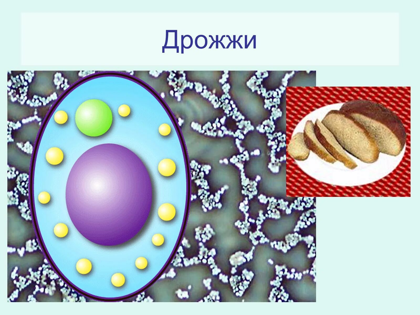 Растительное масло получают с использованием бактерий. Растительное масло получают с использованием бактерий