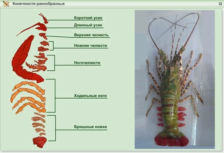 Какое хватание у рака. Строение конечностей ракообразных. Ходильные конечности ракообразных. Строение двуветвистой конечности ракообразных. Типы конечностей ракообразных 7 класс.