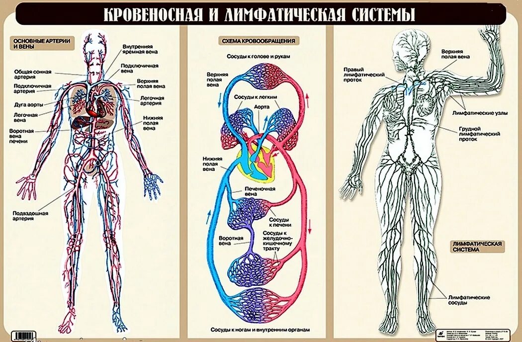 Кровеносная и лимфатическая система человека схема. Взаимосвязи кровеносной кроветворной и лимфатической систем. Лимфатическая система циркуляция. Венозная и лимфатическая система анатомия. Возврат жидкости в кровеносную систему