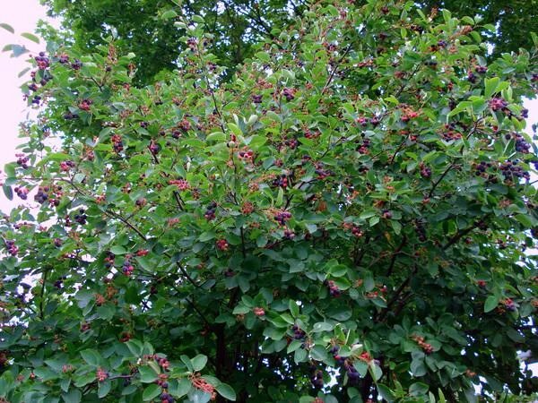 In eastern Washington, wild Saskatoons ( Amelanchier alnifolia )-aka western ser