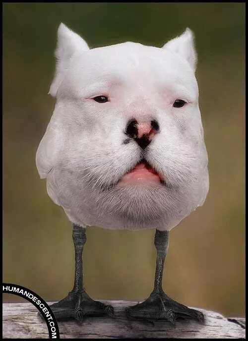 Скрещенные животные. Смешные скрещенные животные. Хубрид энималс. Смешные гибриды животных. Несуществующие животные.