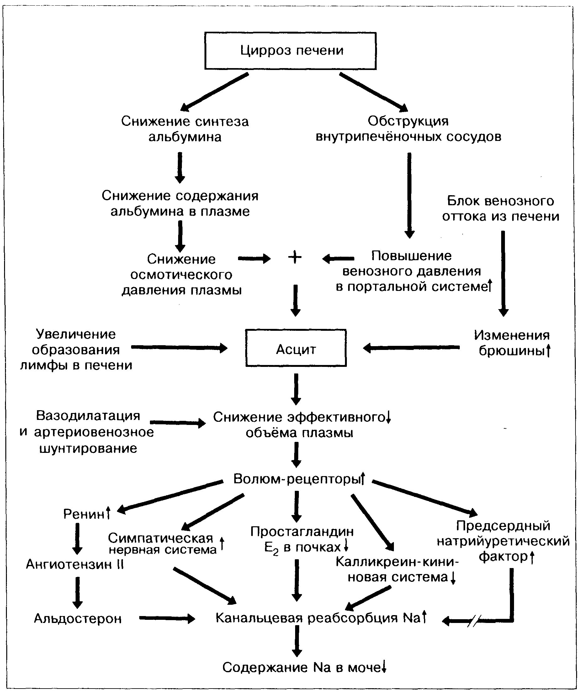 Признаки отека печени. Патогенез цирроза печени патофизиология. Патогенез цирроза печени схема. Механизм развития печеночных отеков. Механизм формирования отеков при циррозе печени.