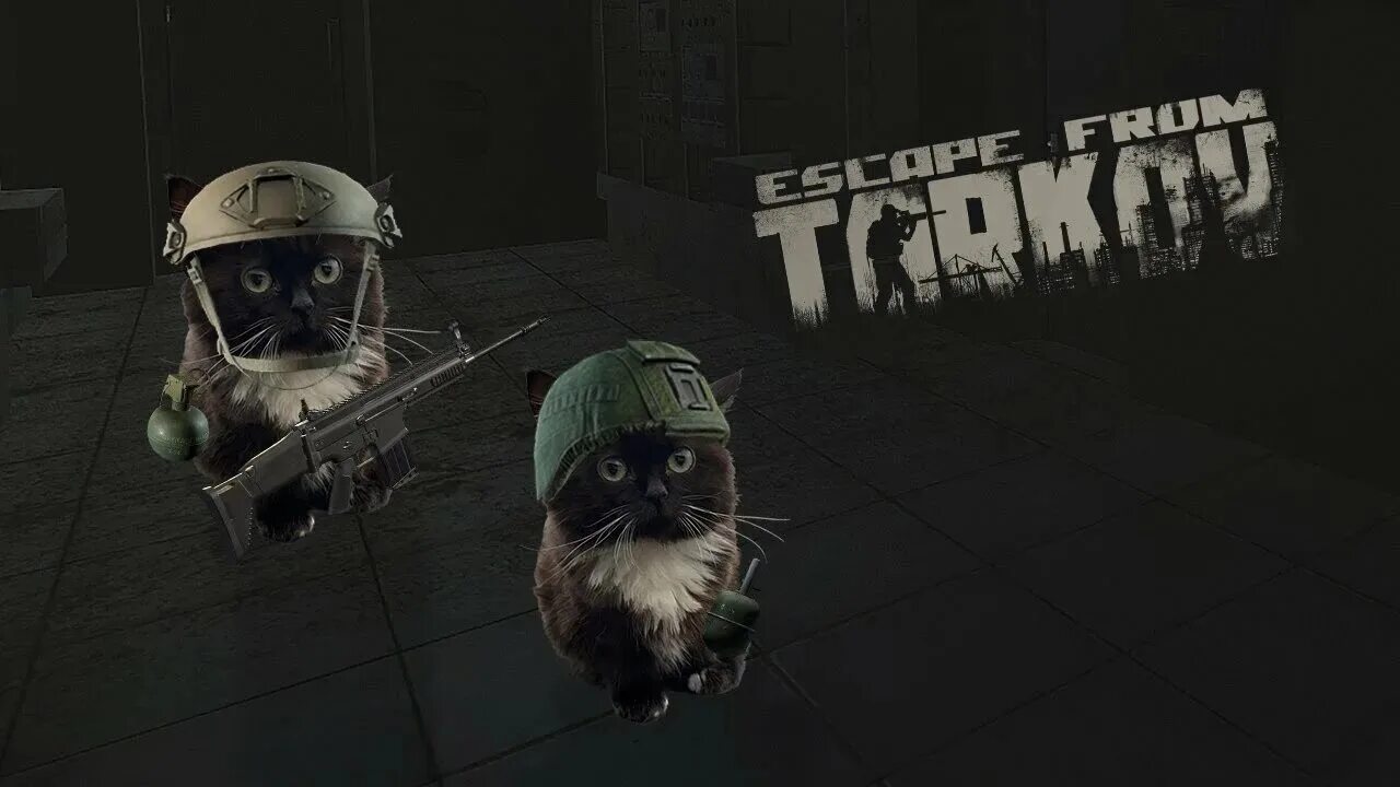 Стрим часть 3 тарков. Чмоня кот Тарков. Чмоня Escape from Tarkov кот. Чмоня Metal Gear кот. Тарков мемы коты.