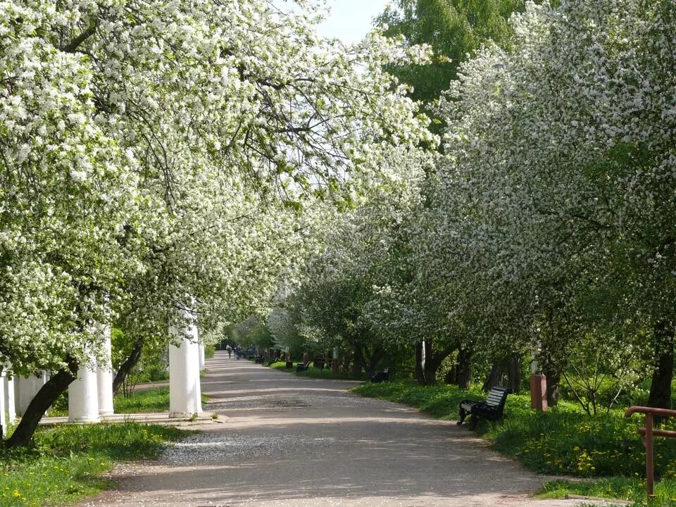 парк коломенское москва яблоневый сад. цветущая яблоневая аллея. яблоневый сад северное тушино. аллея цветущих яблонь. яблочные плантации бахмал.