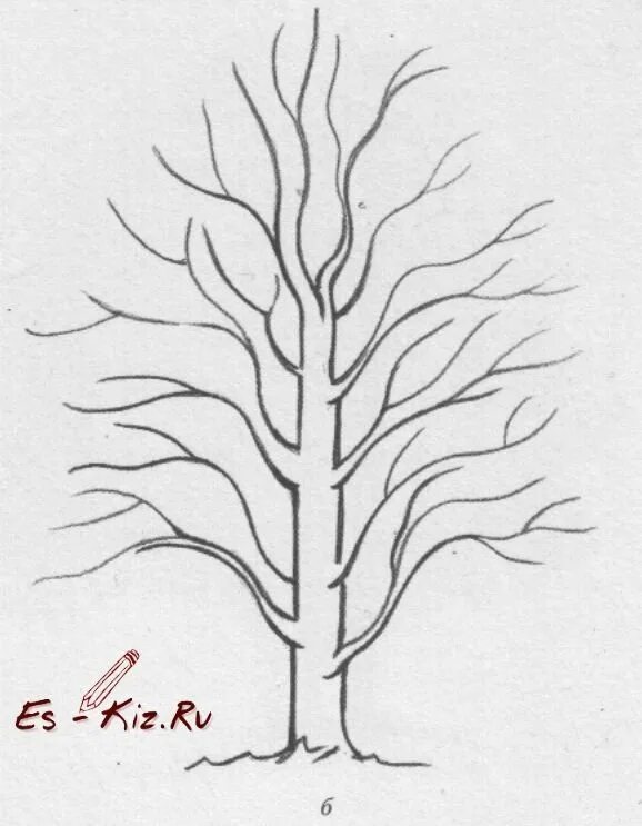 Рисунок дерева 6 класс изо. Дерево для рисования. дерево рисунок карандашом. ствол дерева для рисования. поэтапное рисование ствола дерева.