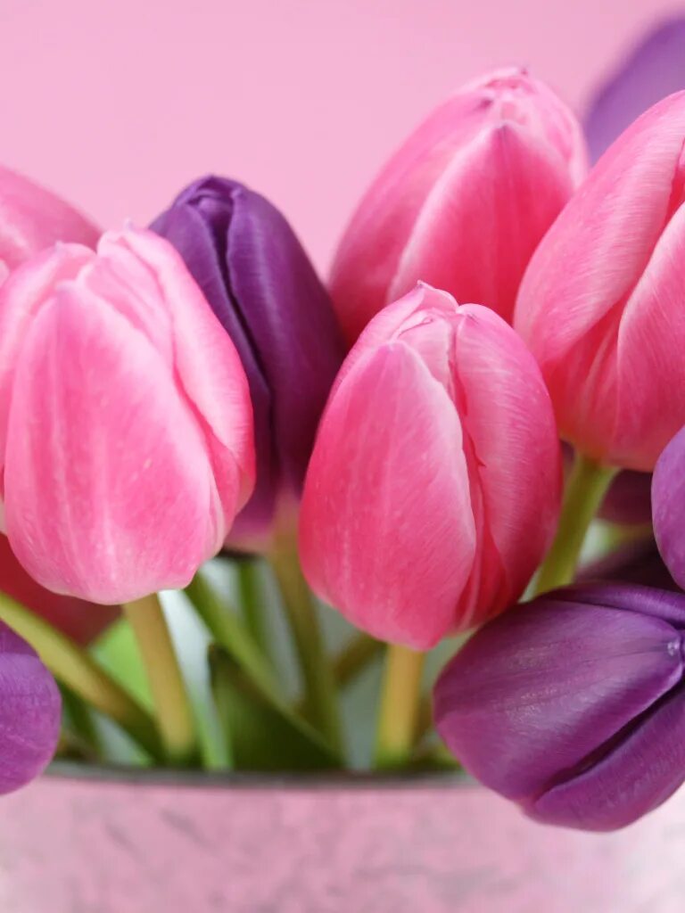 Розовые тюльпаны. Лиловые тюльпаны. Тюльпаны открытка. Что значат розовые тюльпаны