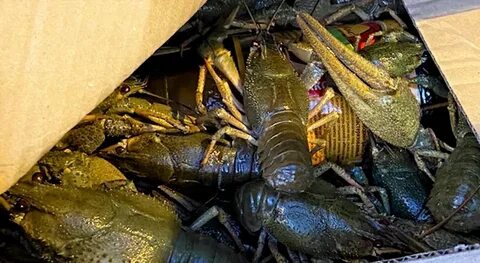 Раки волгоград