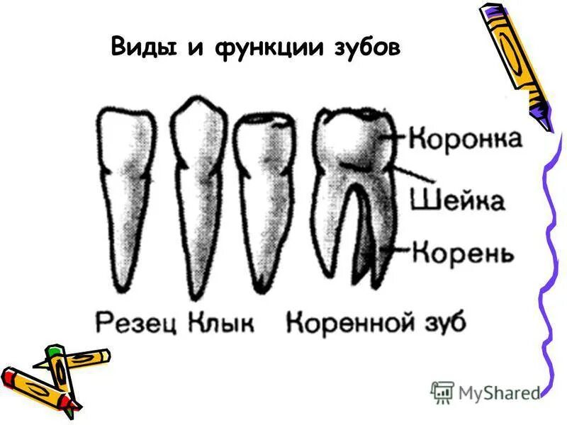 Функции зубов резцы клыки и коренные. Резцы зубы анатомия. Как выглядят резцы зубы. Резцы моляры премоляры клыки насекомообразных. Резцы клыки малые и большие коренные зубы.