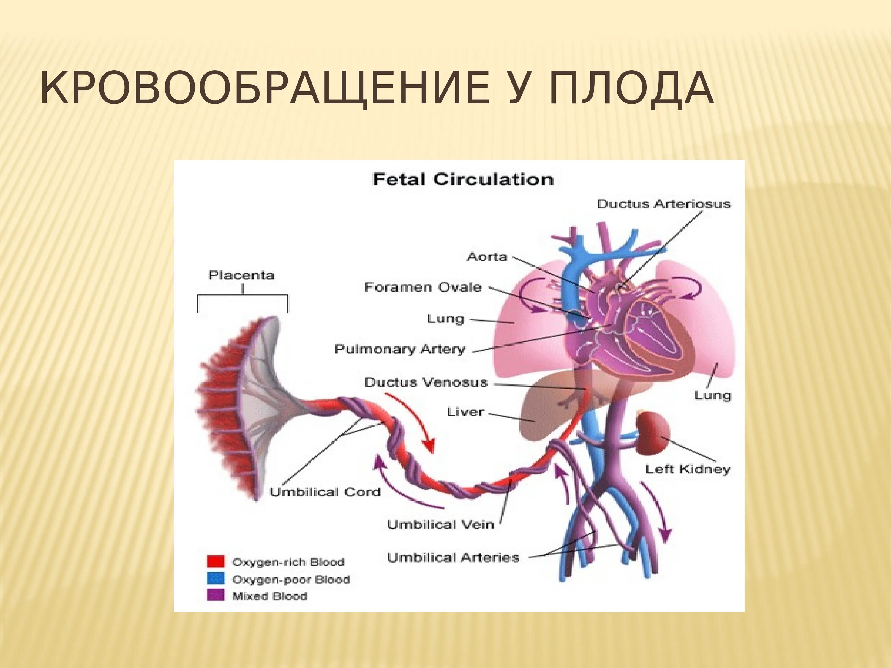 Плацентарное кровообращение плода схема. Кровообращение новорожденного схема. Кровеносная система эмбриона. Фетальное кровообращение схема. Внутриутробное кровообращение плода схема.
