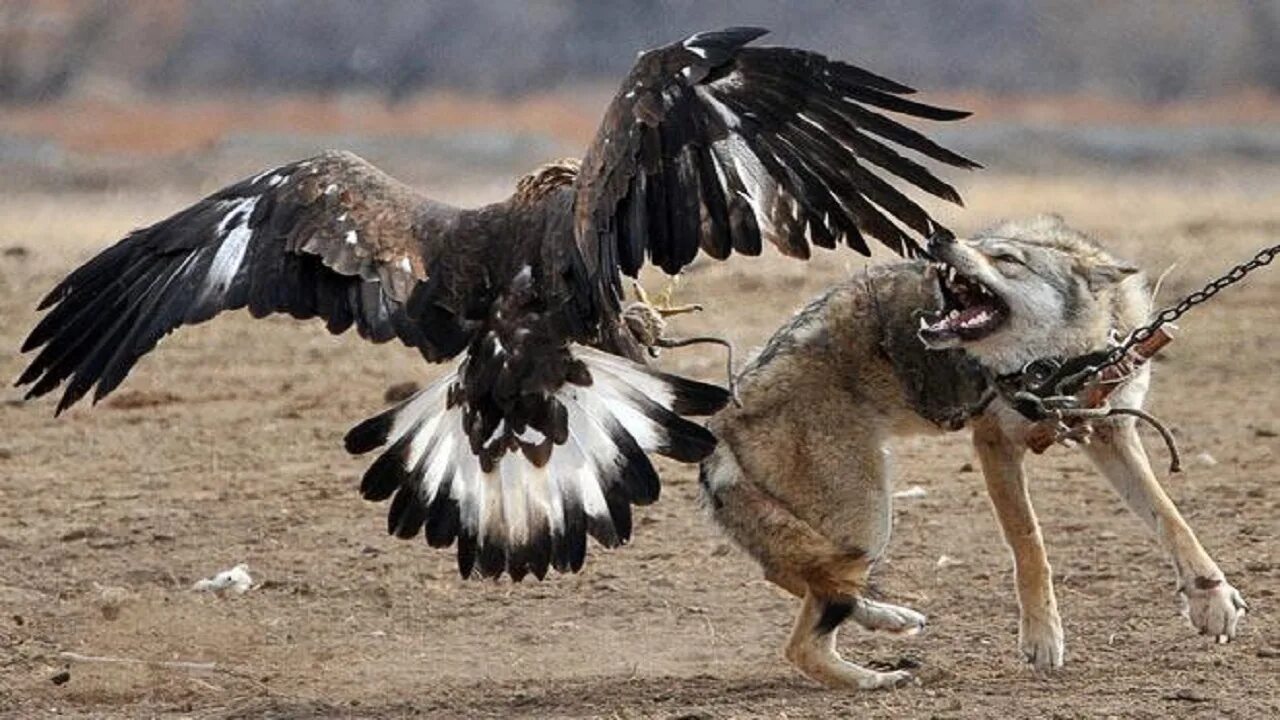 Охота Беркута на волка. Беркут vs Орел. Орлы против Волков.
