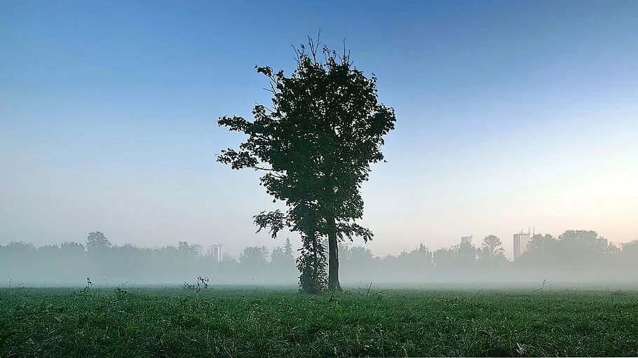 Деревья в тумане. Деревья в тумане фото. Одинокое дерево в тумане. Одинокое дерево в тумане фото.